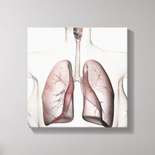 Toile vue 3D de l'appareil respiratoire femelle 1