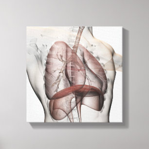 Toile vue 3D de l'appareil respiratoire masculin
