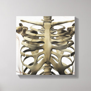 Toile Vue 3D Du Sternum Féminin Et De La Cage De Rib