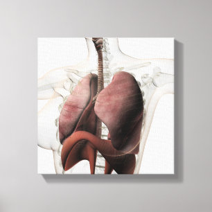 Toile Vue 3D Du Système Respiratoire Féminin 3