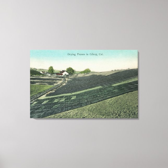 Toile Vue aérienne du séchage des prunes au soleil (Recto)