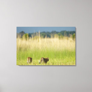 Toile Vue arrière de léopard (pardus de Panthera) et de