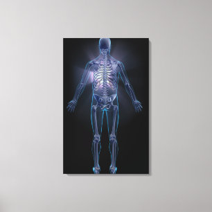 Toile Vue arrière du squelette humain