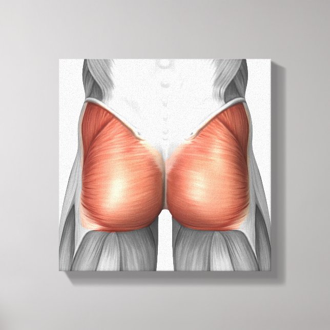 Toile Vue Complète Des Muscles Gluteaux Humains (Recto)