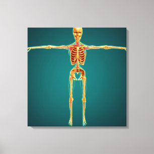 Toile Vue de face de squelette humain avec nerveux