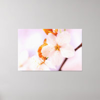 Vue de face d'une fleur de sakura au printemps
