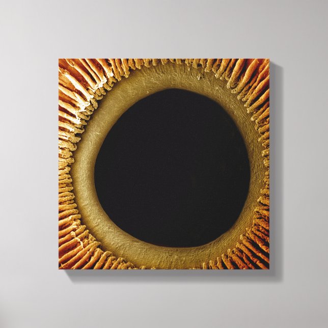 Toile Vue de la surface intérieure de l'iris (Recto)