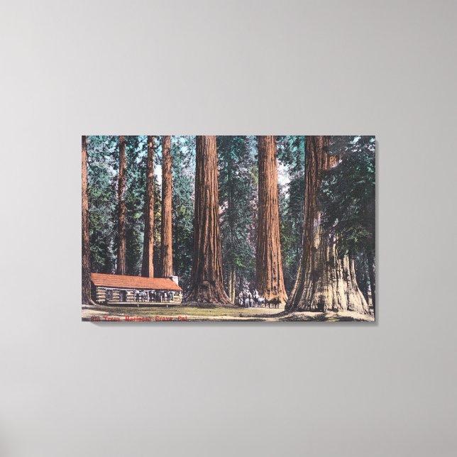 Toile Vue des grands arbres de Mariposa Grove (Recto)