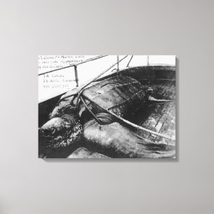 Toile Vue d'une tortue de mer géante en captivité
