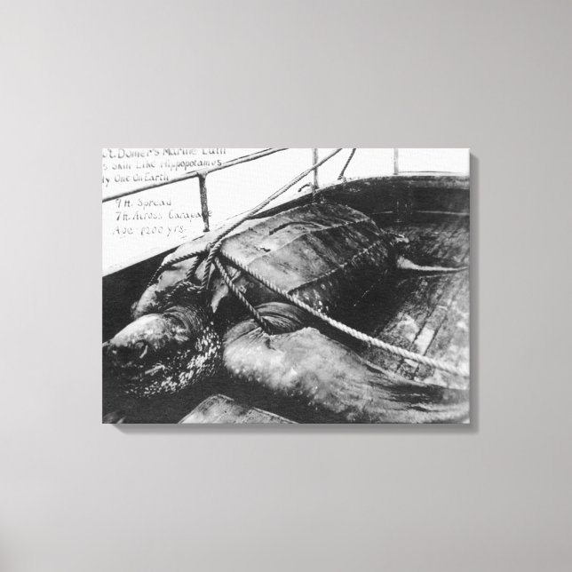 Toile Vue d'une tortue géante en captivité (Recto)