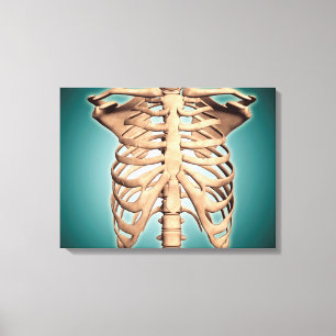 Toile Vue en gros plan de cage thoracique humaine
