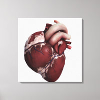 Vue En Trois Dimensions Du Coeur Humain, Avant