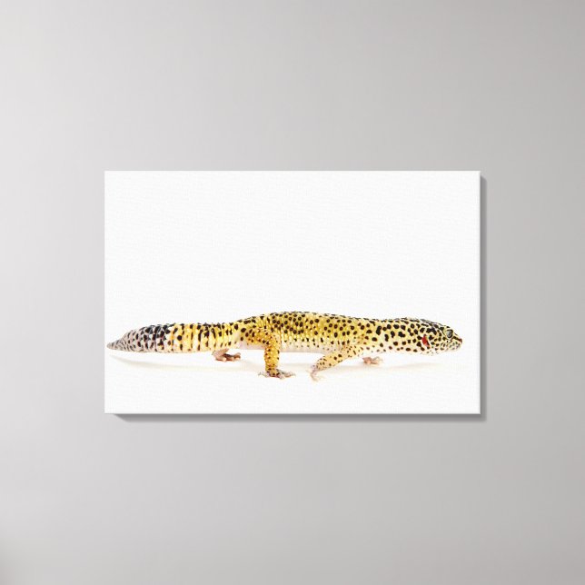 Toile Vue latérale du léopard gecko lizard (Recto)