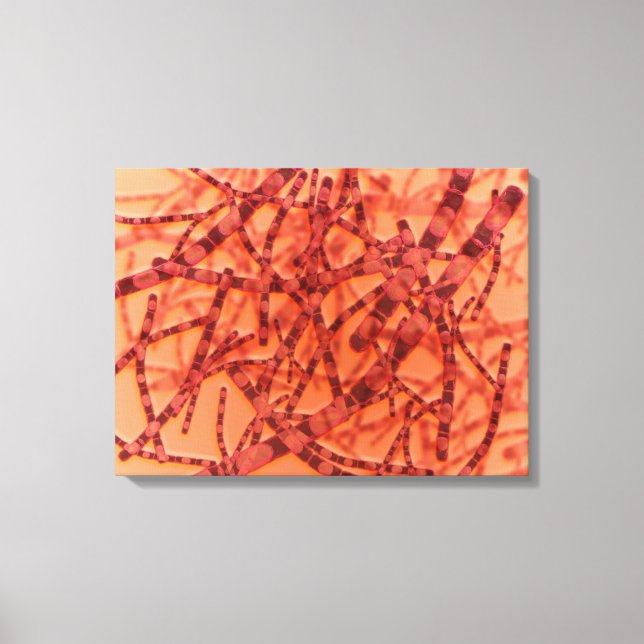 Toile Vue Microscopique De L'Anthrax 3 (Recto)