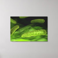 Vue Microscopique Des Bactéries 1