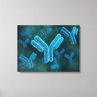 Vue Microscopique Des Molécules Immunoglobulines G