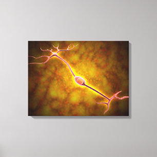 Toile Vue microscopique d'un neurone bipolaire