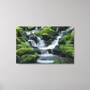 Toile WA, Pôle olympique, Vallée de Sol Duc, ruisseau 