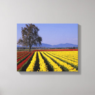 Toile WA, vallée de Skagit, Tulipe de la vallée de Skagi