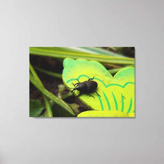 Toile Weharm, Beetles, Curculionoidea, Bug (Recto)