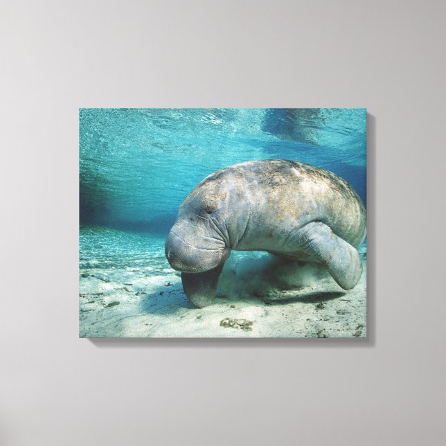 Toile West Indian Manatee (Recto)