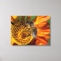 Western Honey Bee Macro photo
