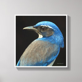 Toile Western Scrub Jay