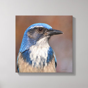 Toile Western Scrub Jay