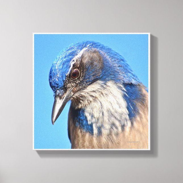 Toile Western Scrub Jay (Recto)