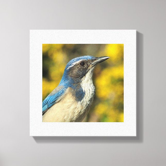 Toile Western Scrub Jay (Recto)