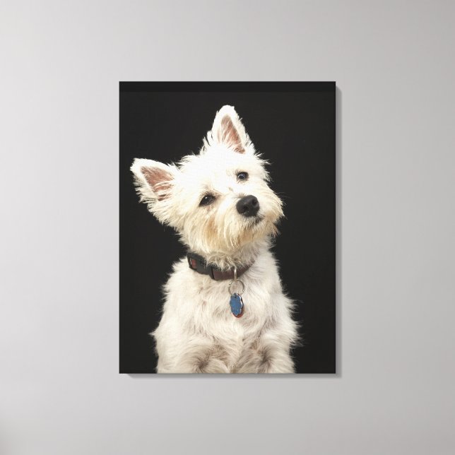 Toile Westie (West Highland terrier) avec col (Recto)