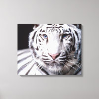 White Bengal Tiger Photographe