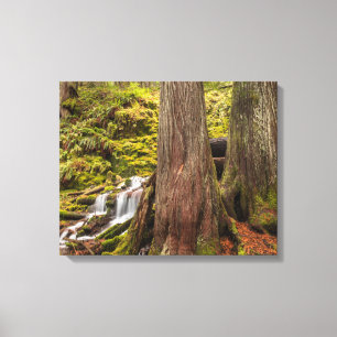 Toile White Branch Falls, Oregon Cascades, Oregon