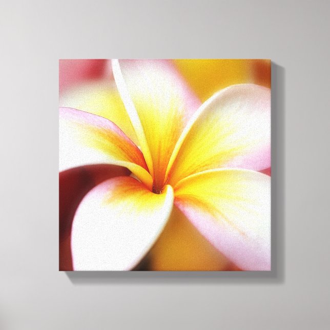 Toile White Plumeria Frangipani Hawaii Flower Hawaiian (Recto)