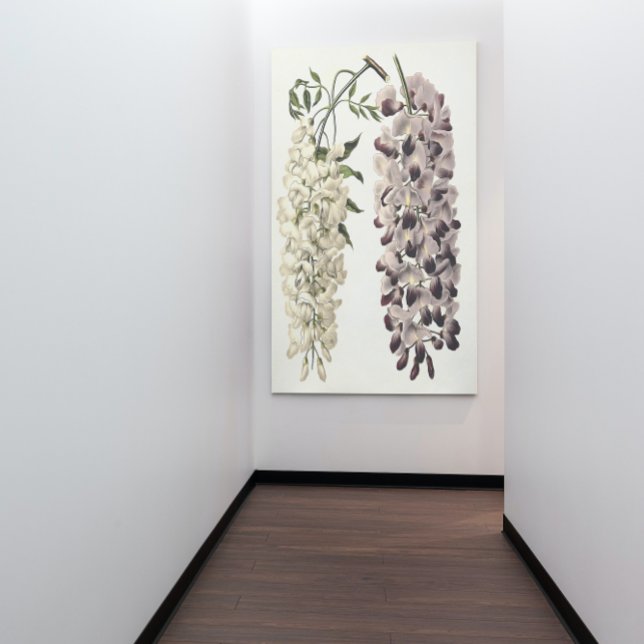 Toile Wisteria Sinensis Art Botanique Isolé Sur Blanc (Créateur téléchargé)