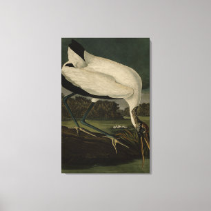 Toile Wood Ibiss (Ibis, Stork) : Audubon Birds of Americ