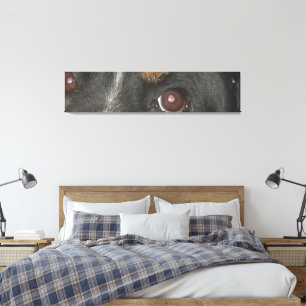 Toile Yeux de Chien de Montagne Bernois