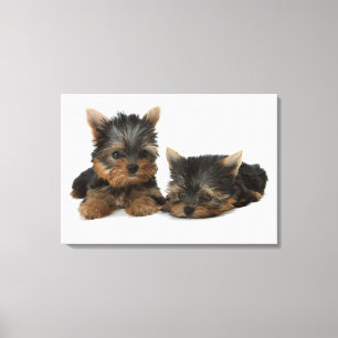 Toile Yorkshire Terrier