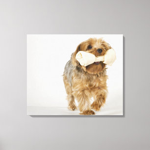 Toile Yorkshire Terrier sur la marche blanche d'arrière