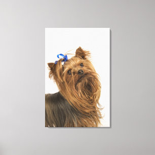 Toile Yorkshire Terrier/Yorkie. Race animée de