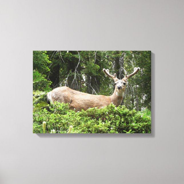 Toile Yosemite Deer Nature Photographie (Recto)