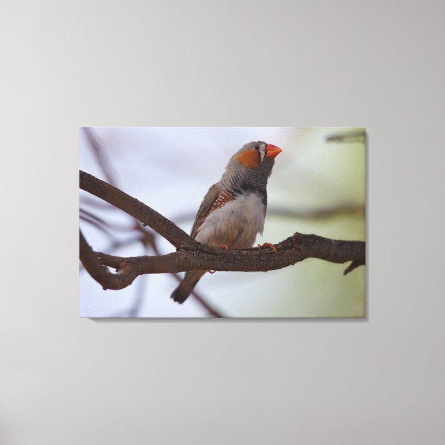 Toile Zebra-finch (Recto)