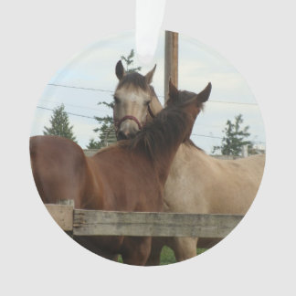 Toilettage de cheval