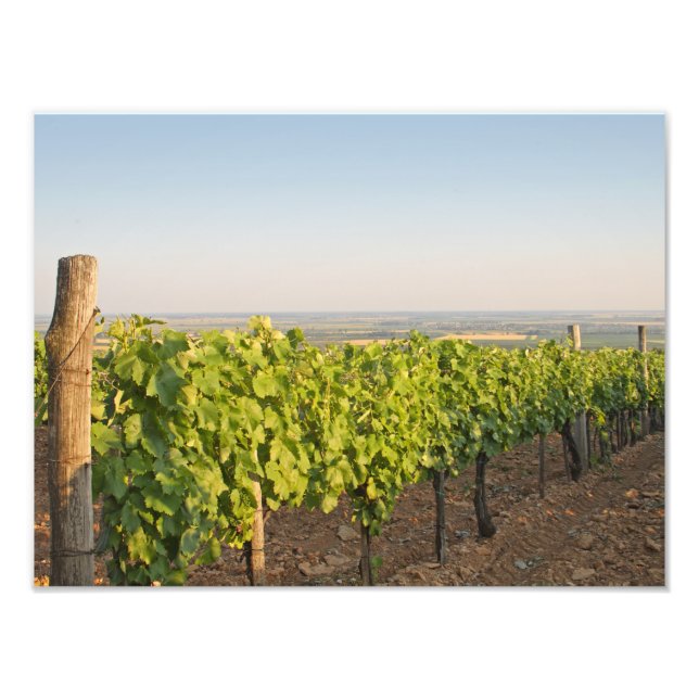 Tokaj Weinberge, Ungarn Fotodruck (Vorne)