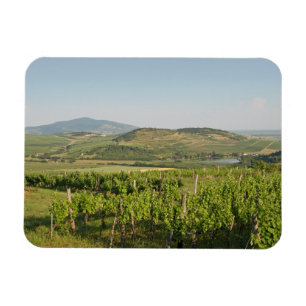 Tokaj Weinberge, Ungarn Magnet