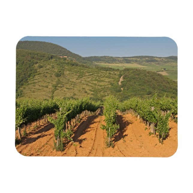 Tokaj Weinberge, Ungarn Magnet (Horizontal)