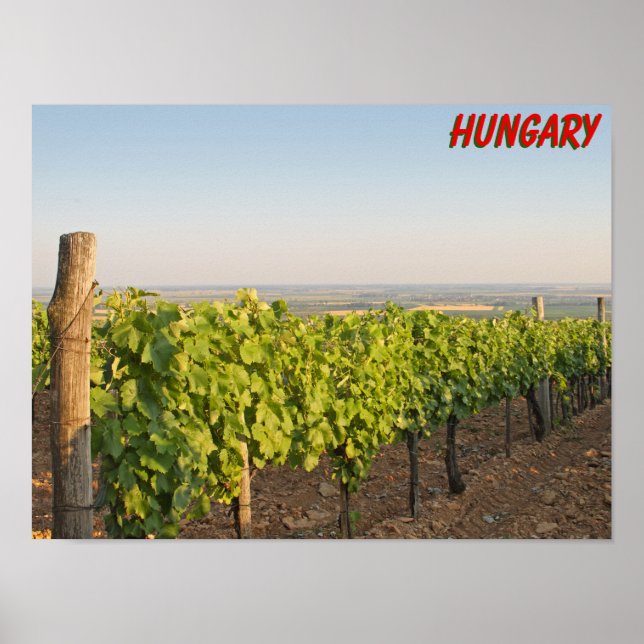 Tokaj Weinberge, Ungarn Poster (Vorne)