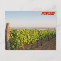 Tokaj Weinberge, Ungarn