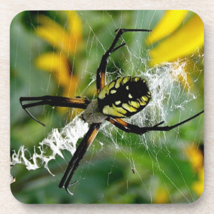 Tolle Foto-Orbweberin im Netz Untersetzer