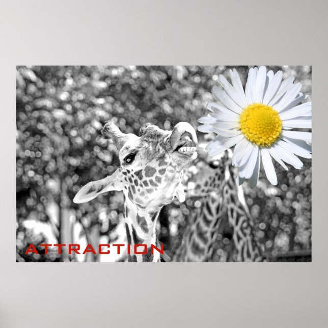 Tolle Giraffe Attraction Poster! Poster (Vorne)